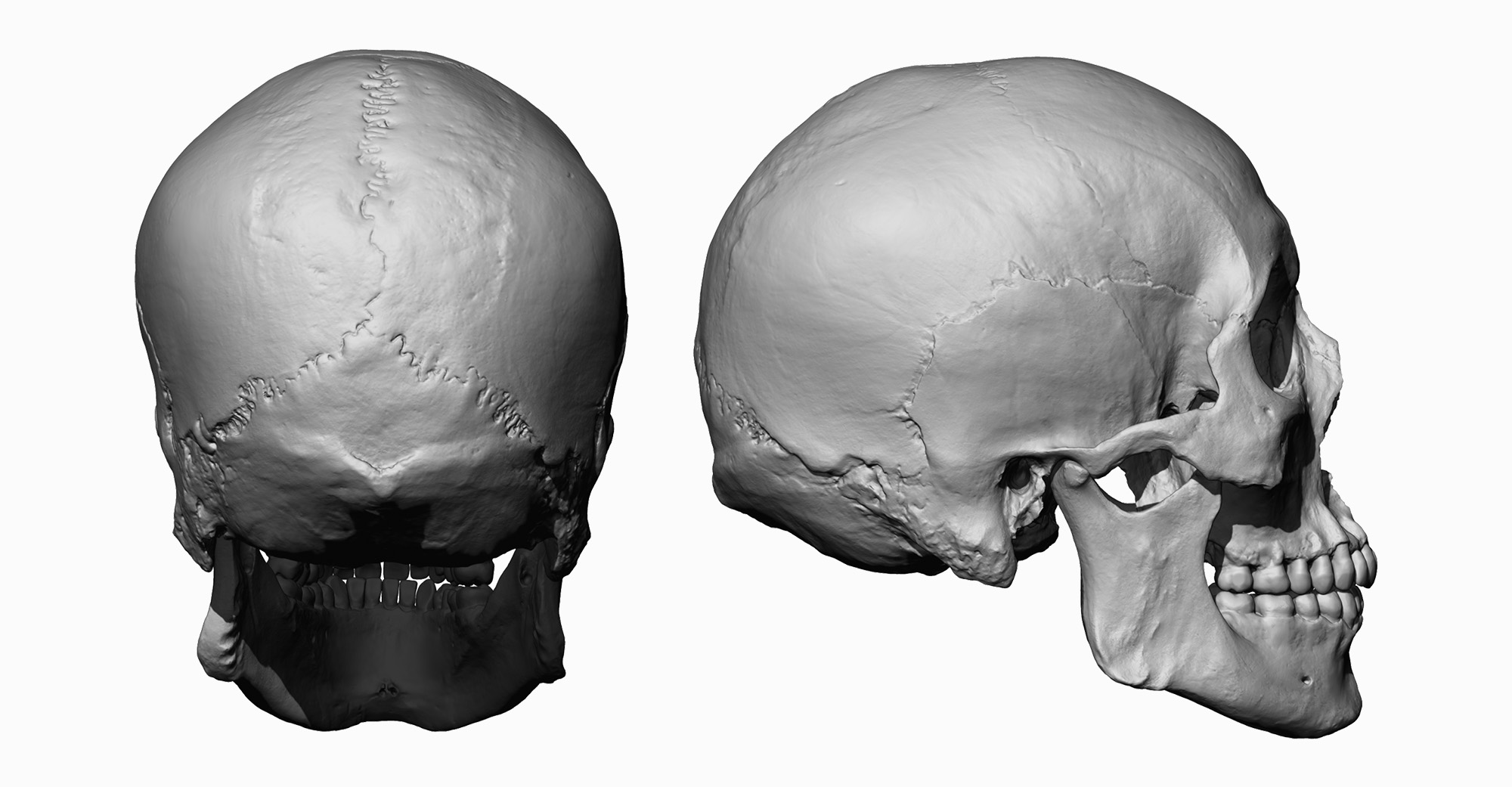Asian male model skull side profile render